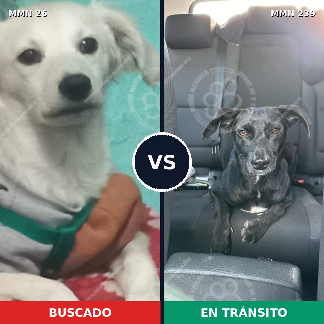 Comparativa MMS 1448: mascota perdida y mascota encontrada, 17% de similitud