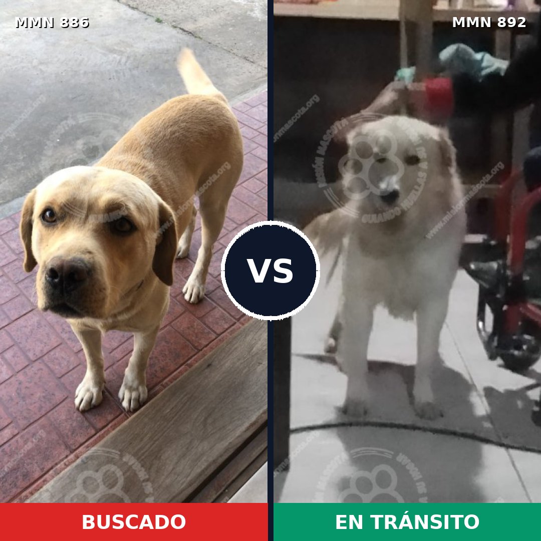 Comparativa MMS 14483: mascota perdida y mascota encontrada, 45% de similitud