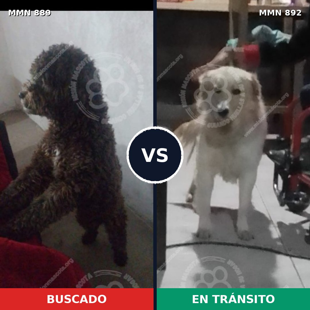 Comparativa MMS 14484: mascota perdida y mascota encontrada, 34% de similitud