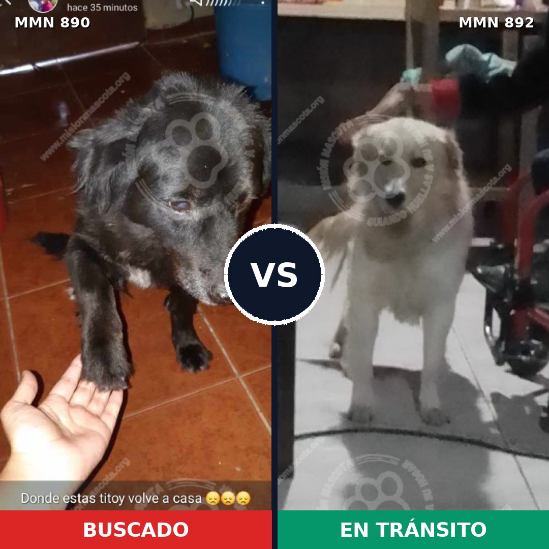 Comparativa MMS 14485: mascota perdida y mascota encontrada, 23% de similitud