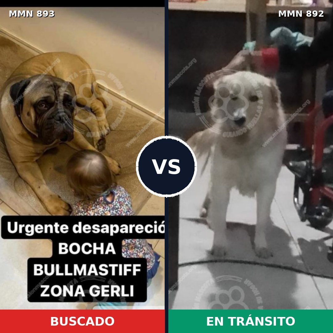 Comparativa MMS 14486: mascota perdida y mascota encontrada, 33% de similitud