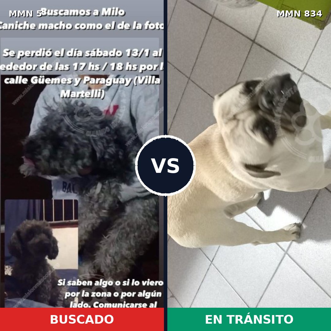 Comparativa MMS 14487: mascota perdida y mascota encontrada, 44% de similitud