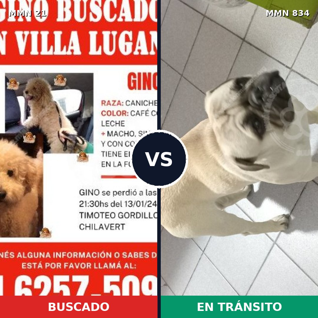 Comparativa MMS 14489: mascota perdida y mascota encontrada, 42% de similitud