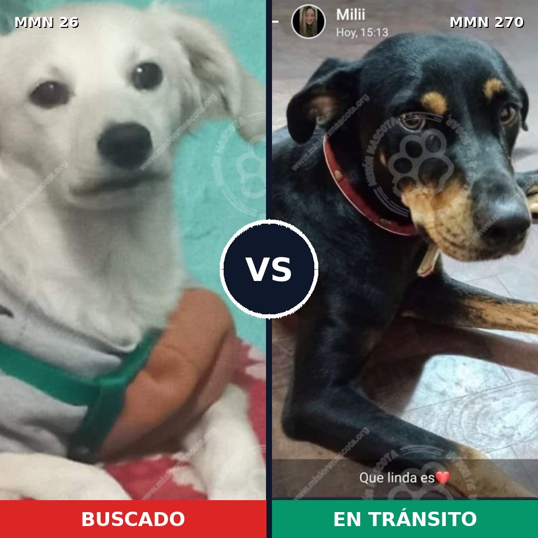 Comparativa MMS 1449: mascota perdida y mascota encontrada, 13% de similitud