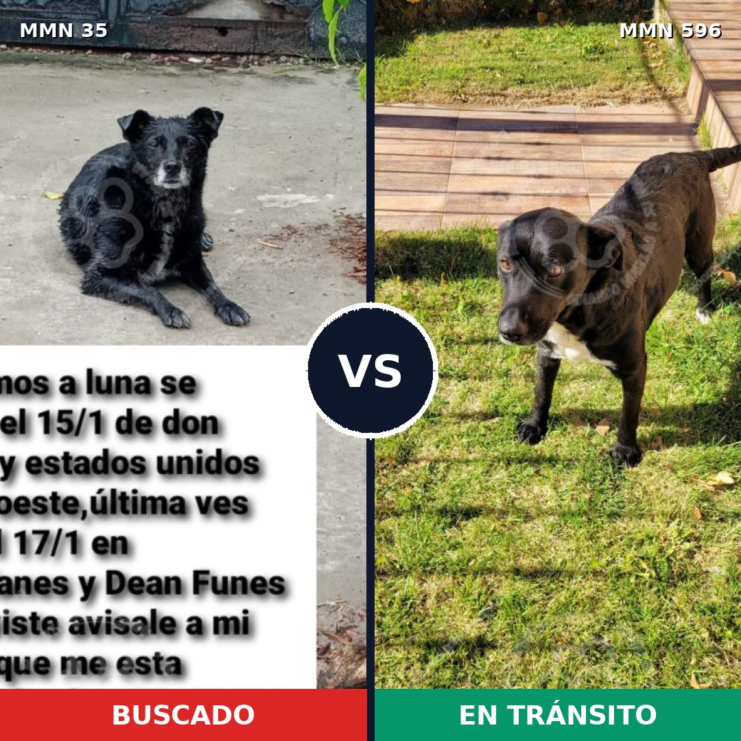 Comparativa MMS 14491: mascota perdida y mascota encontrada, 66% de similitud