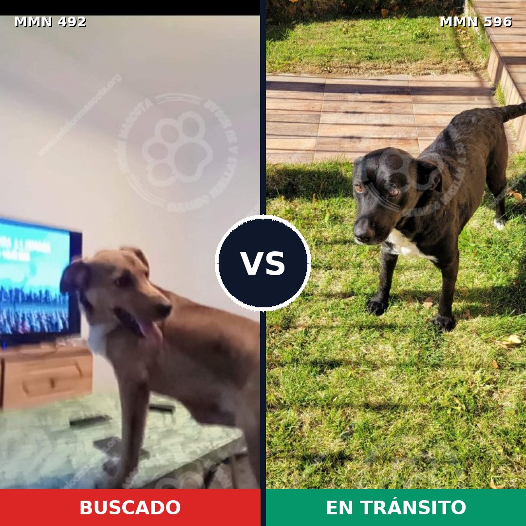 Comparativa MMS 14495: mascota perdida y mascota encontrada, 61% de similitud