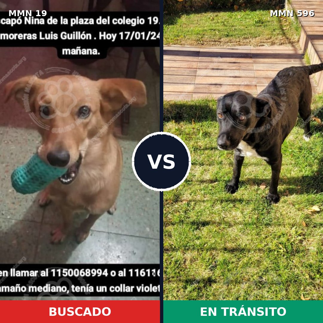 Comparativa MMS 14499: mascota perdida y mascota encontrada, 64% de similitud