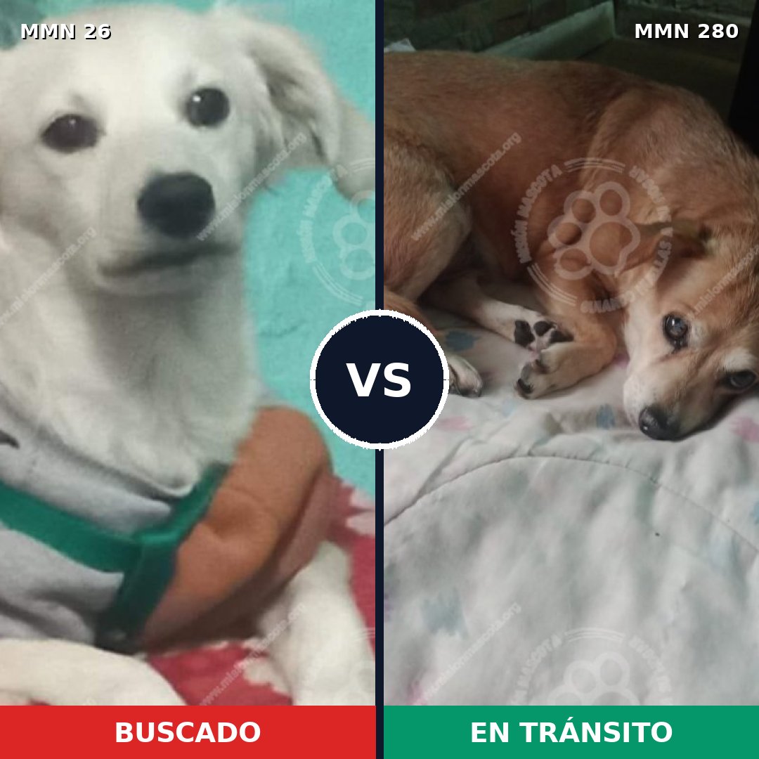 Comparativa MMS 1450: mascota perdida y mascota encontrada, 62% de similitud