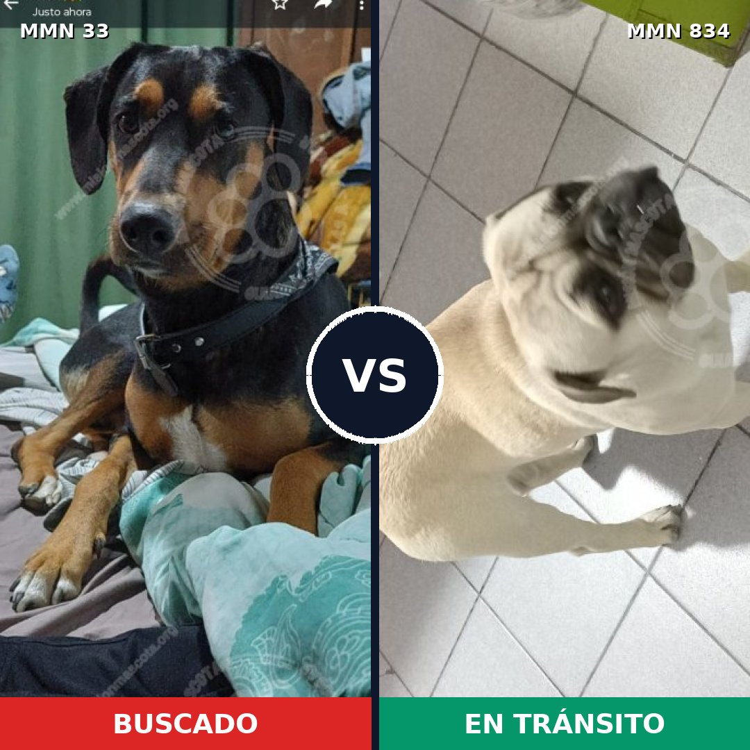 Comparativa MMS 14500: mascota perdida y mascota encontrada, 16% de similitud