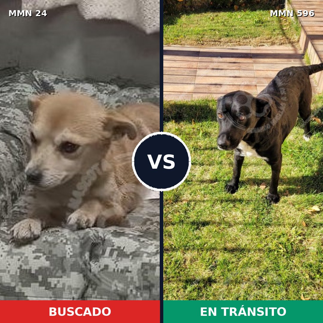 Comparativa MMS 14502: mascota perdida y mascota encontrada, 50% de similitud