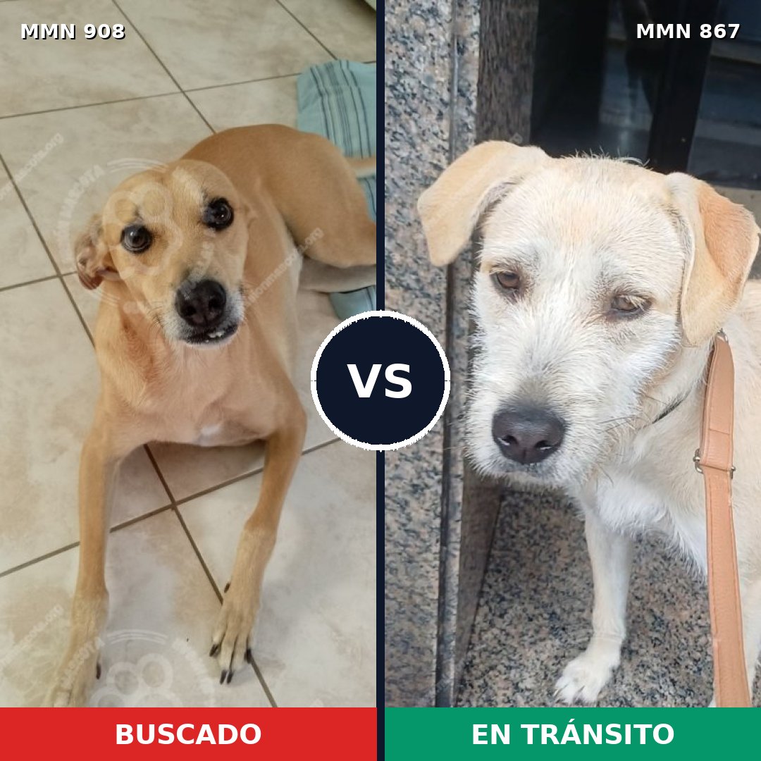 Comparativa MMS 14503: mascota perdida y mascota encontrada, 71% de similitud