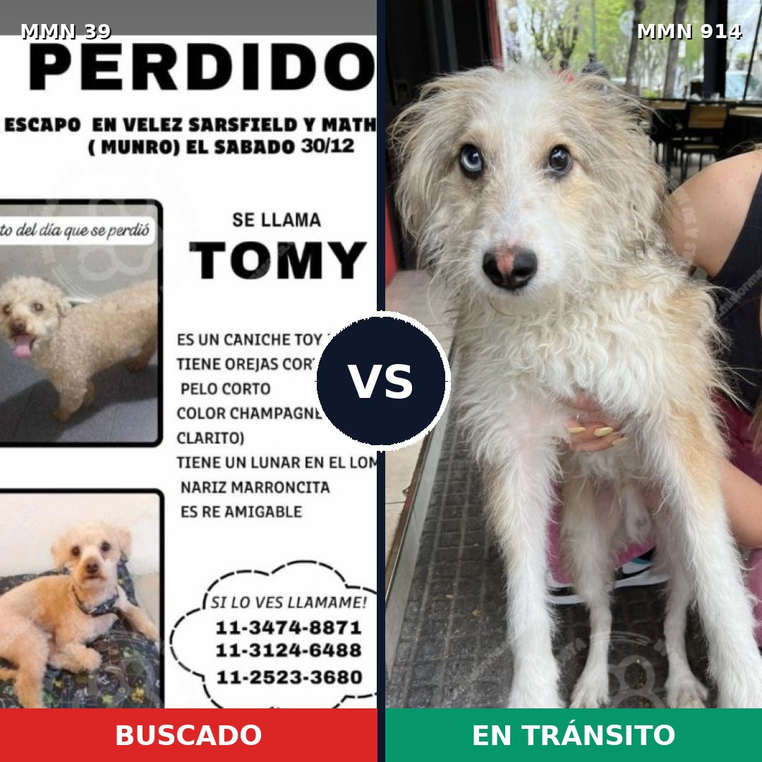 Comparativa MMS 14504: mascota perdida y mascota encontrada, 36% de similitud