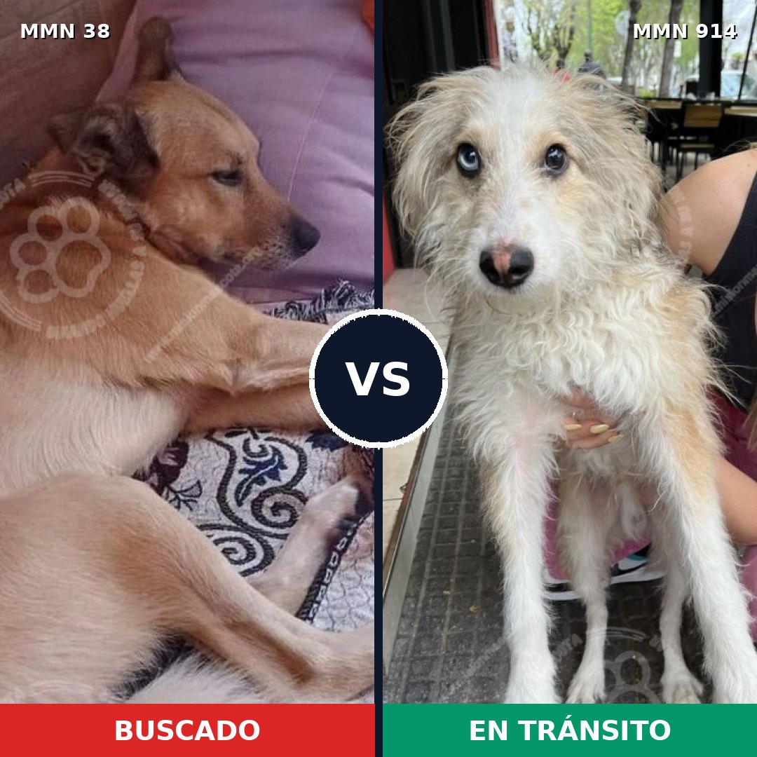 Comparativa MMS 14505: mascota perdida y mascota encontrada, 43% de similitud