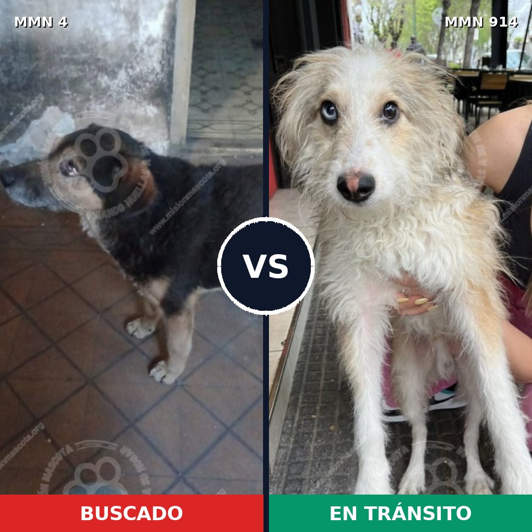 Comparativa MMS 14506: mascota perdida y mascota encontrada, 42% de similitud