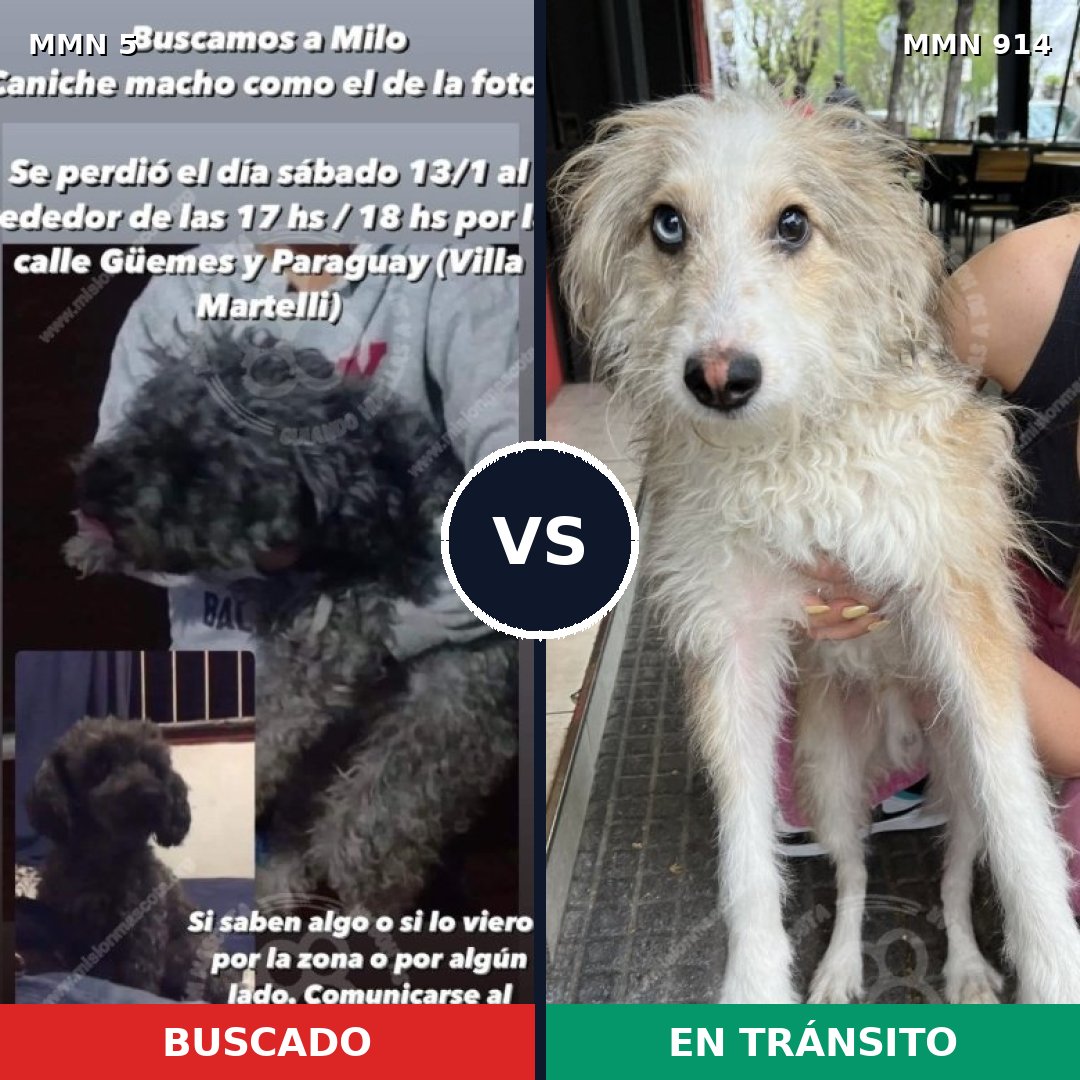 Comparativa MMS 14507: mascota perdida y mascota encontrada, 30% de similitud