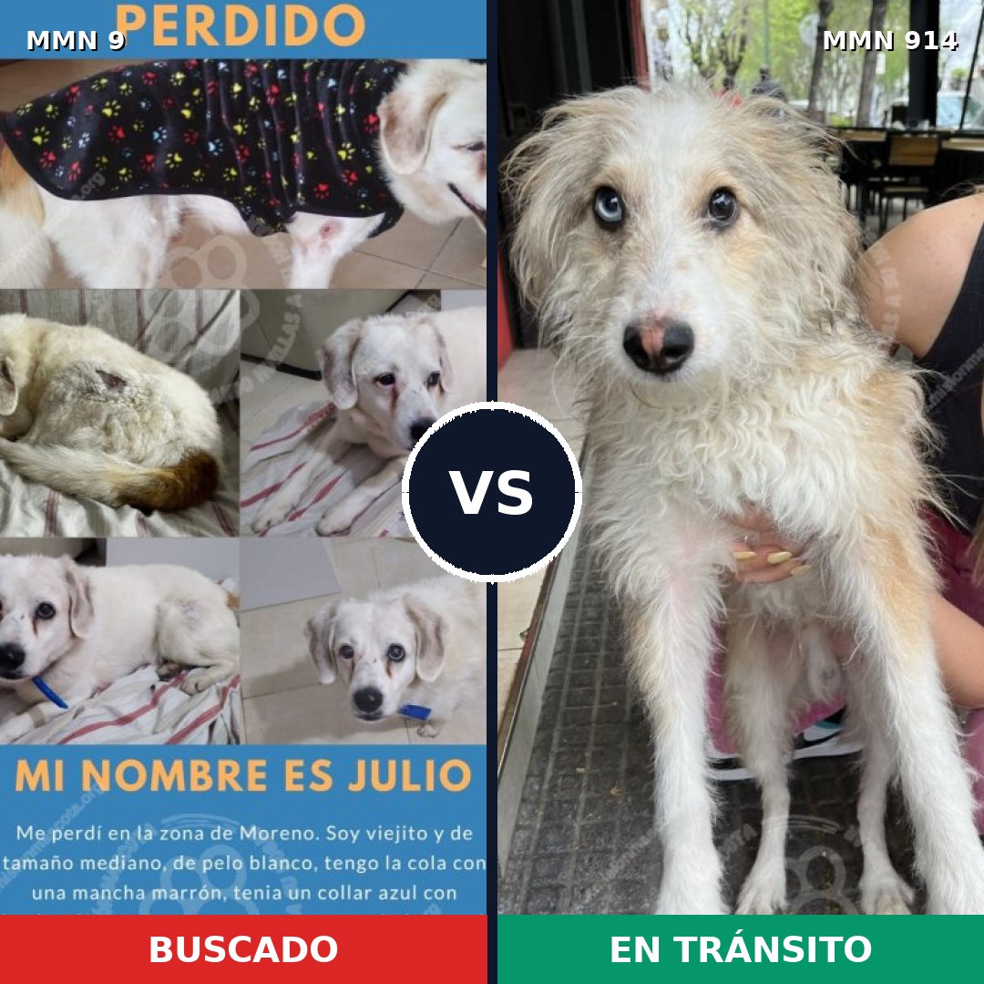 Comparativa MMS 14508: mascota perdida y mascota encontrada, 56% de similitud