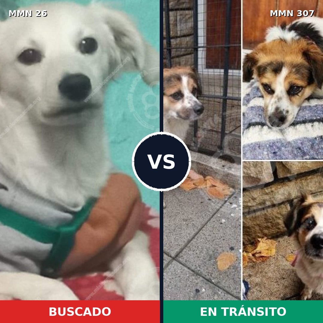Comparativa MMS 1451: mascota perdida y mascota encontrada, 23% de similitud