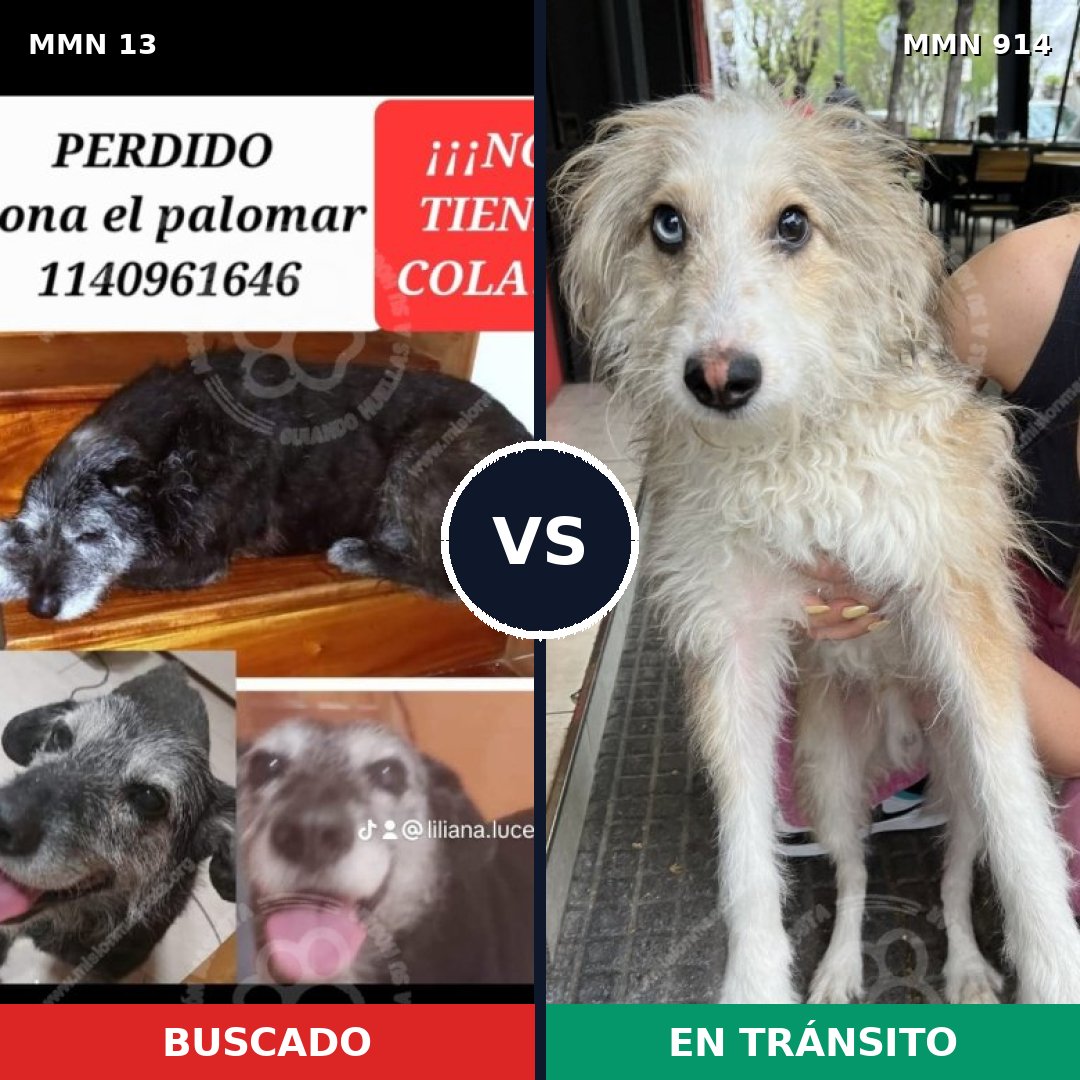 Comparativa MMS 14510: mascota perdida y mascota encontrada, 39% de similitud