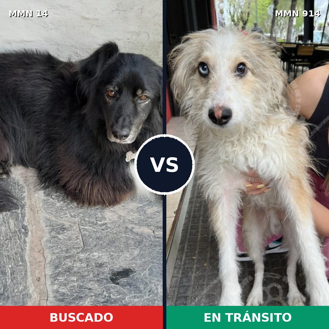 Comparativa MMS 14511: mascota perdida y mascota encontrada, 35% de similitud
