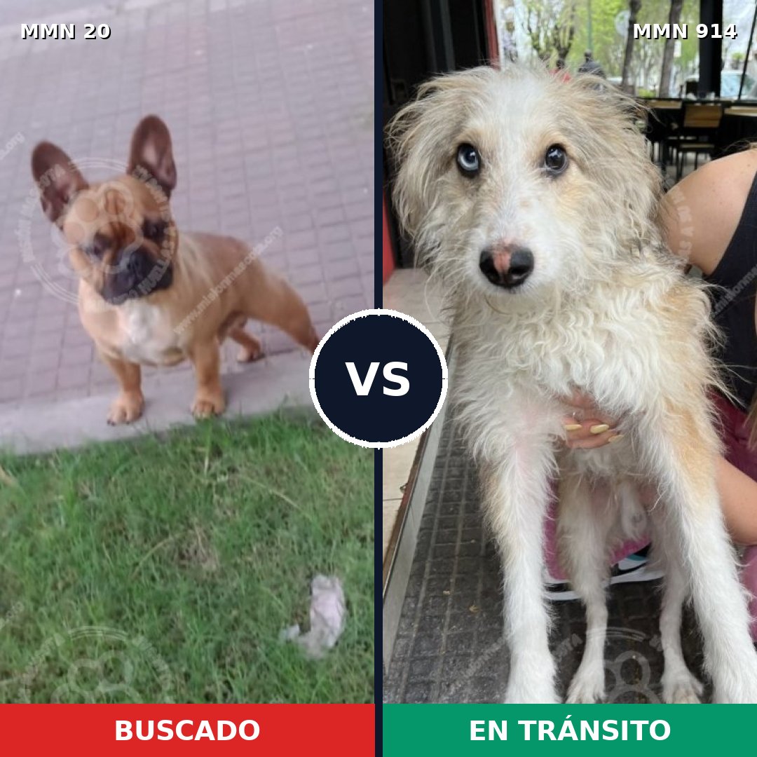 Comparativa MMS 14513: mascota perdida y mascota encontrada, 30% de similitud