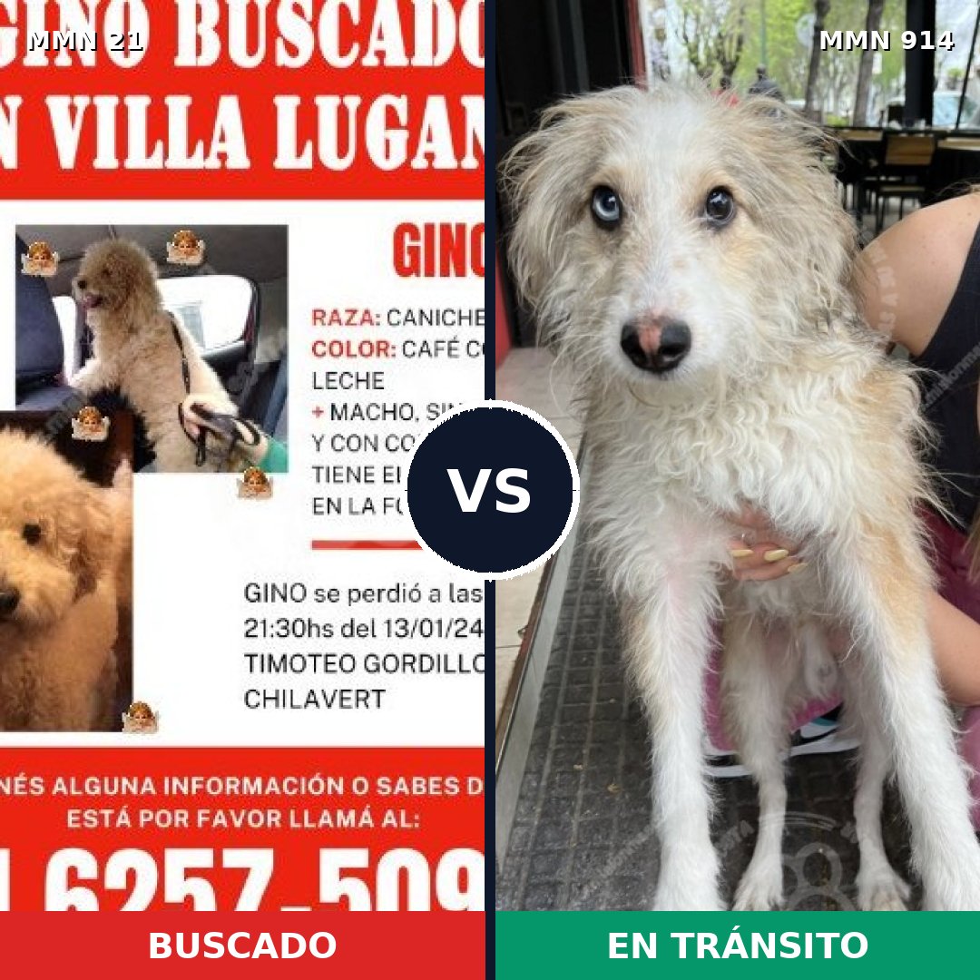 Comparativa MMS 14514: mascota perdida y mascota encontrada, 37% de similitud