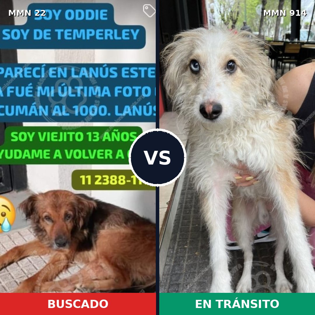Comparativa MMS 14515: mascota perdida y mascota encontrada, 36% de similitud
