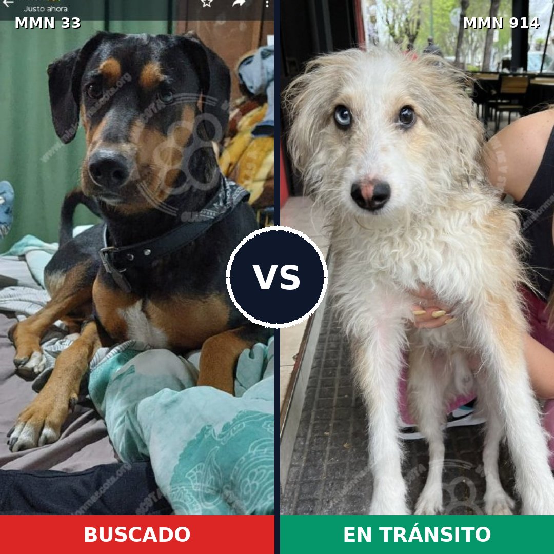 Comparativa MMS 14516: mascota perdida y mascota encontrada, 27% de similitud