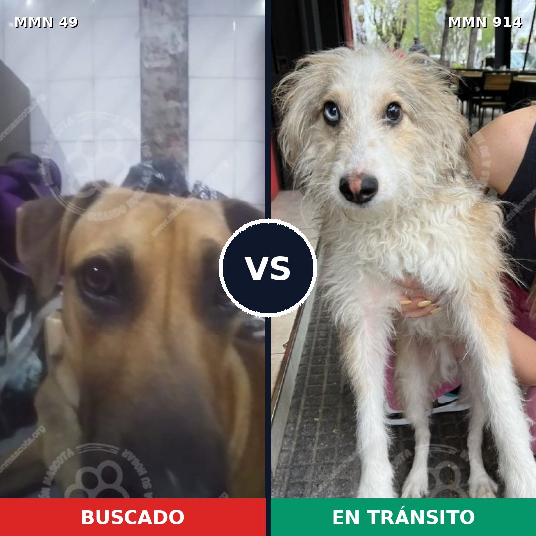 Comparativa MMS 14519: mascota perdida y mascota encontrada, 25% de similitud