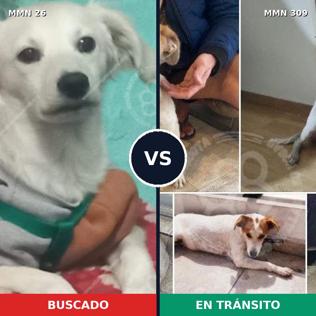Comparativa MMS 1452: mascota perdida y mascota encontrada, 23% de similitud