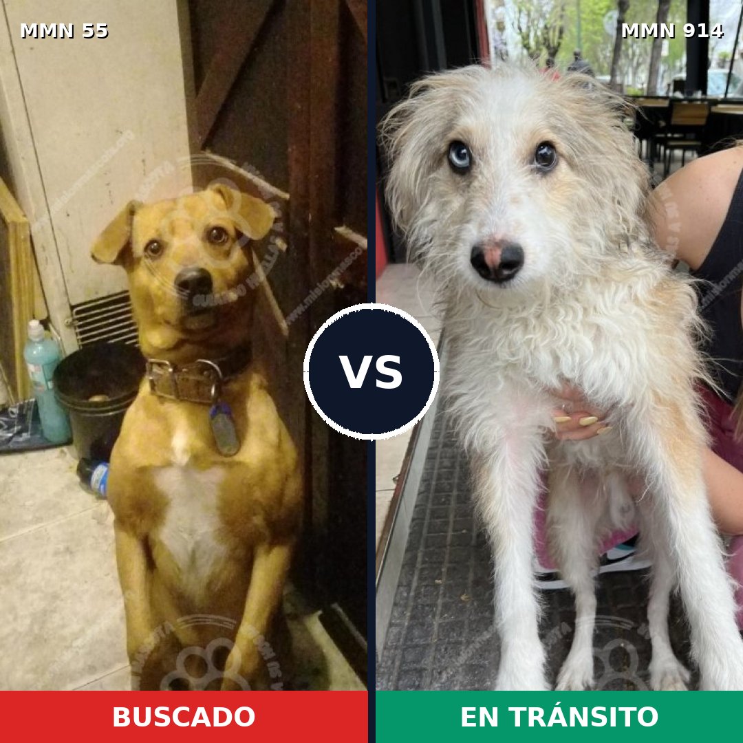 Comparativa MMS 14520: mascota perdida y mascota encontrada, 39% de similitud