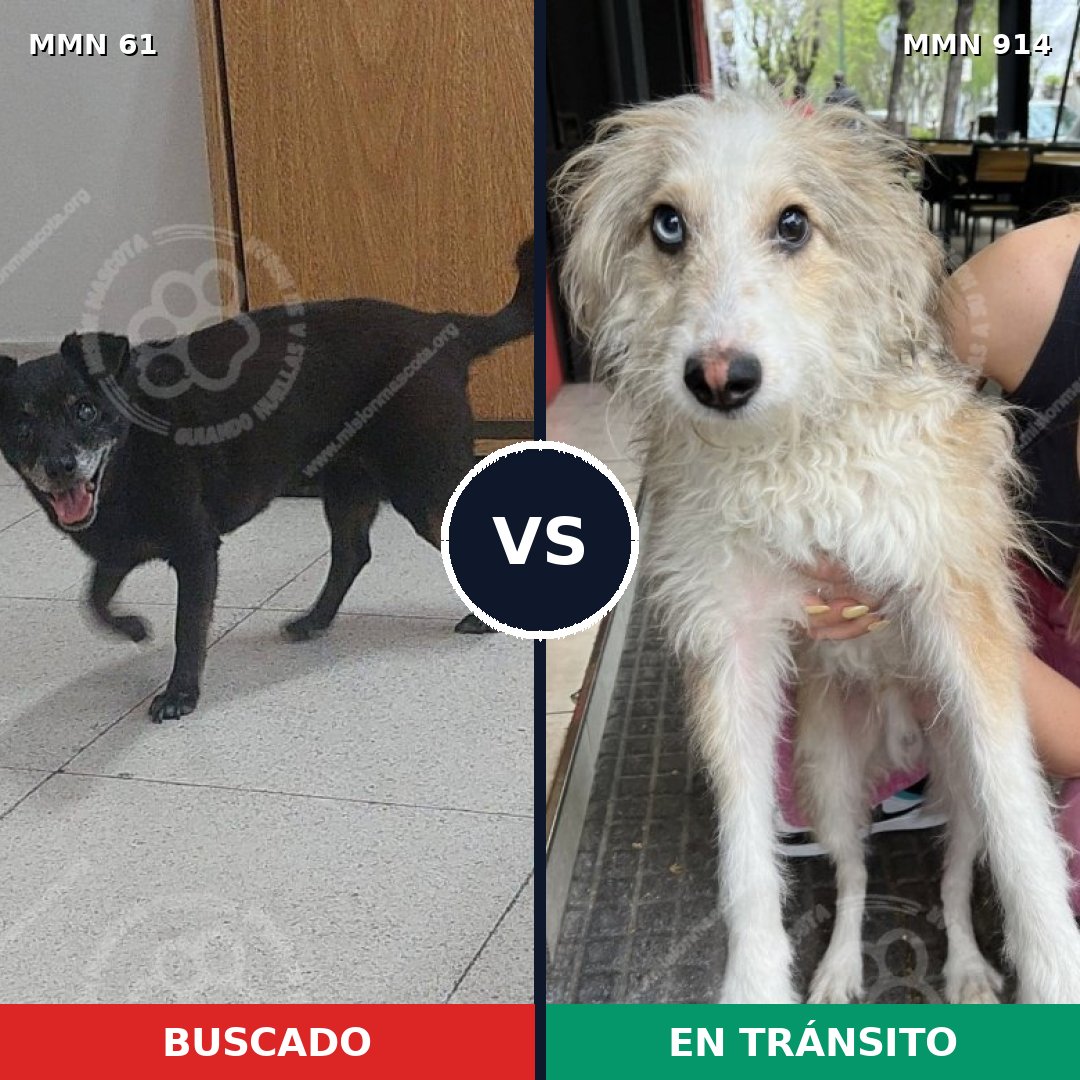 Comparativa MMS 14521: mascota perdida y mascota encontrada, 36% de similitud