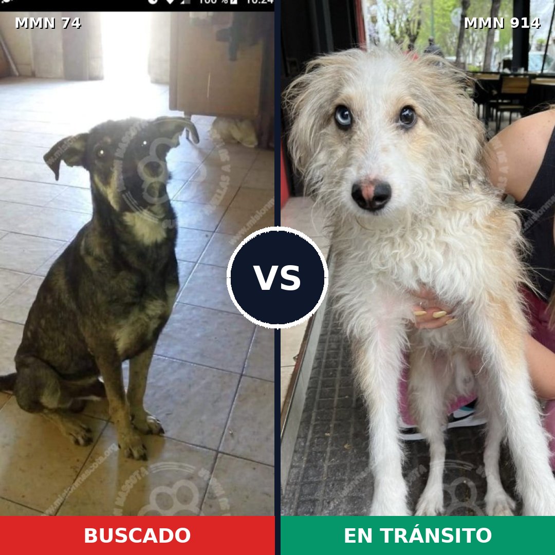 Comparativa MMS 14522: mascota perdida y mascota encontrada, 31% de similitud