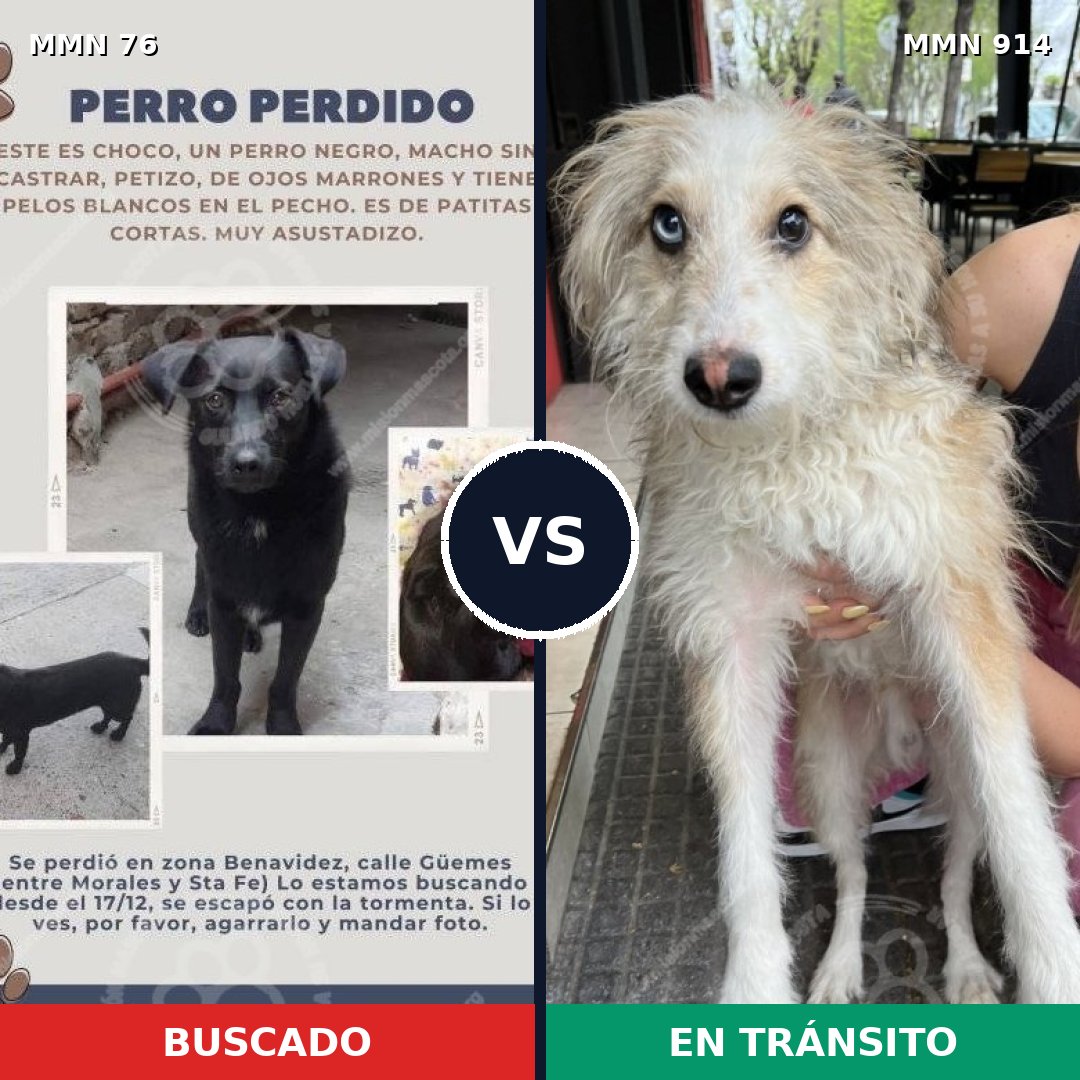 Comparativa MMS 14523: mascota perdida y mascota encontrada, 33% de similitud
