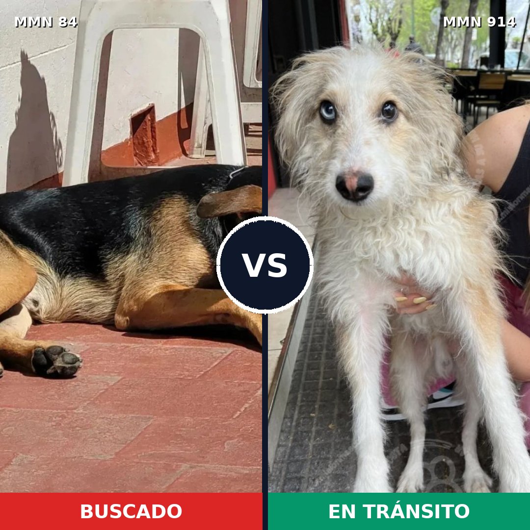 Comparativa MMS 14524: mascota perdida y mascota encontrada, 28% de similitud