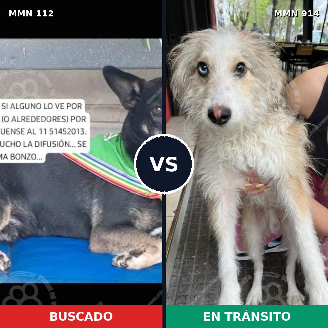 Comparativa MMS 14525: mascota perdida y mascota encontrada, 41% de similitud