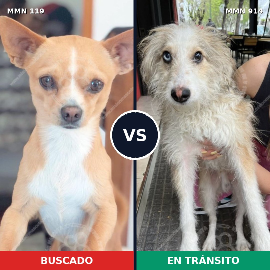 Comparativa MMS 14526: mascota perdida y mascota encontrada, 23% de similitud