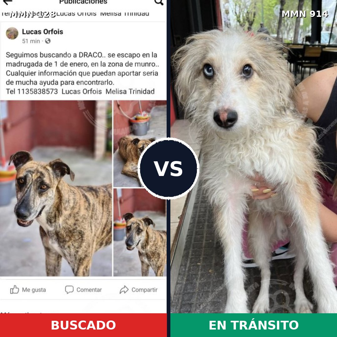Comparativa MMS 14527: mascota perdida y mascota encontrada, 12% de similitud