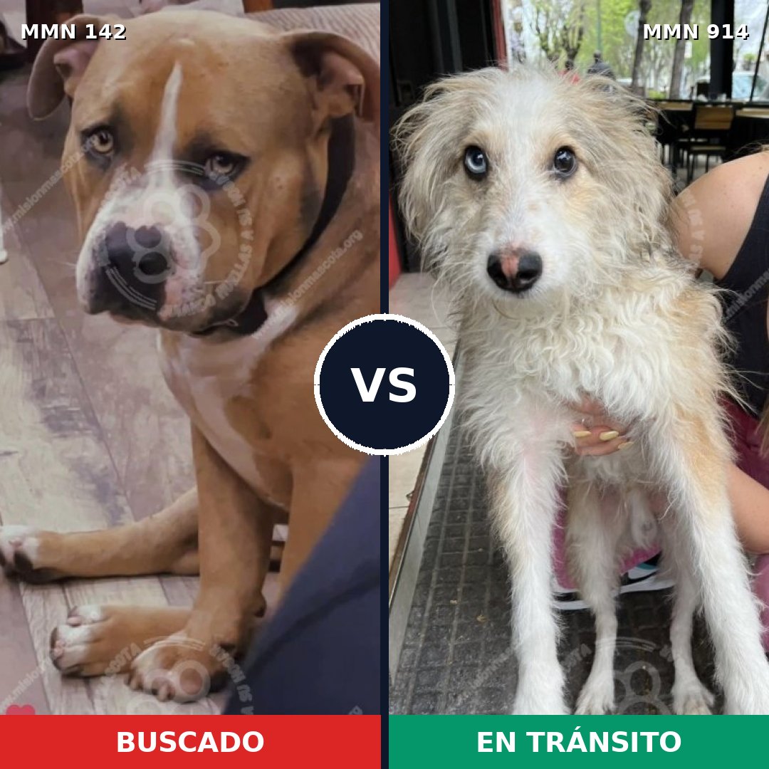 Comparativa MMS 14529: mascota perdida y mascota encontrada, 23% de similitud