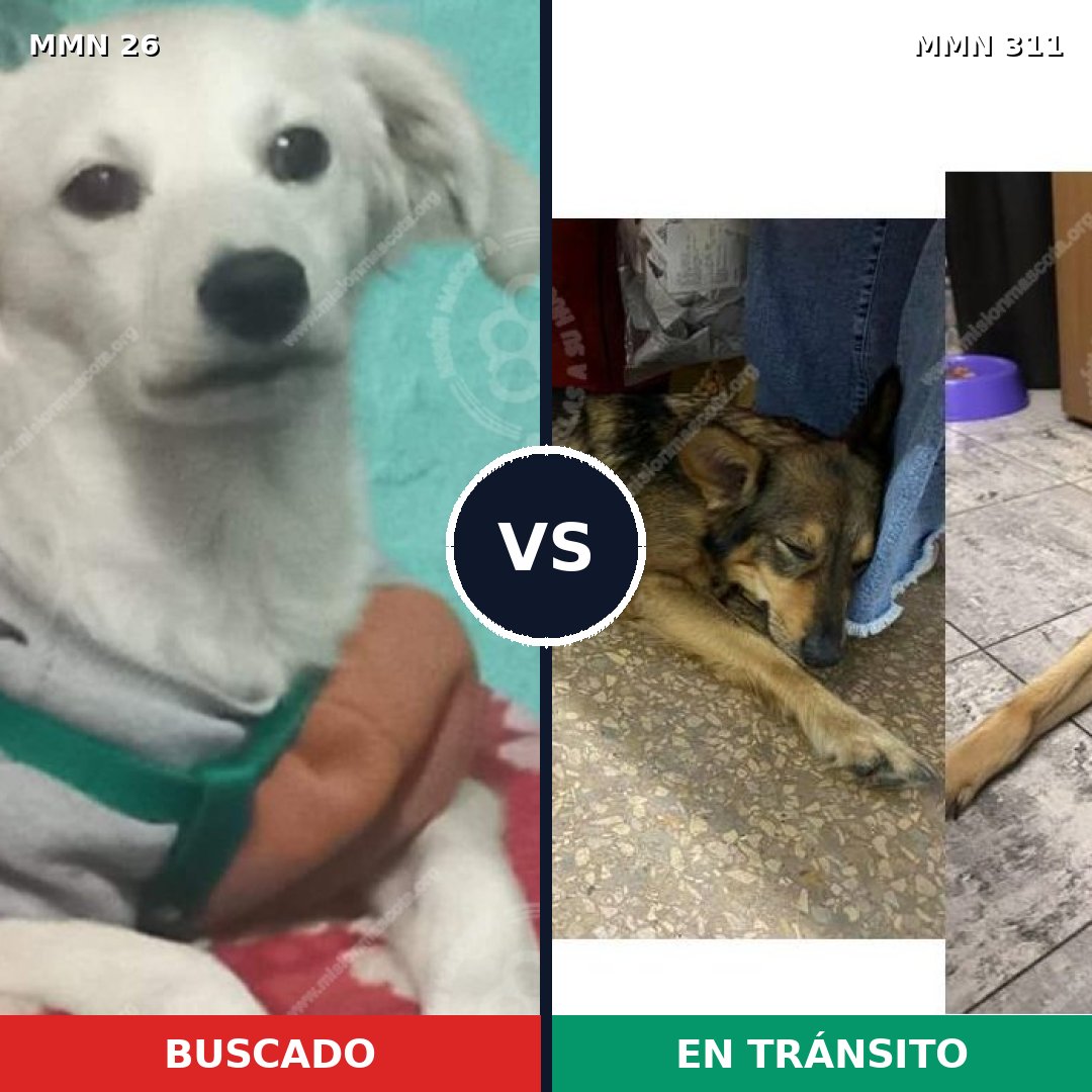 Comparativa MMS 1453: mascota perdida y mascota encontrada, 12% de similitud