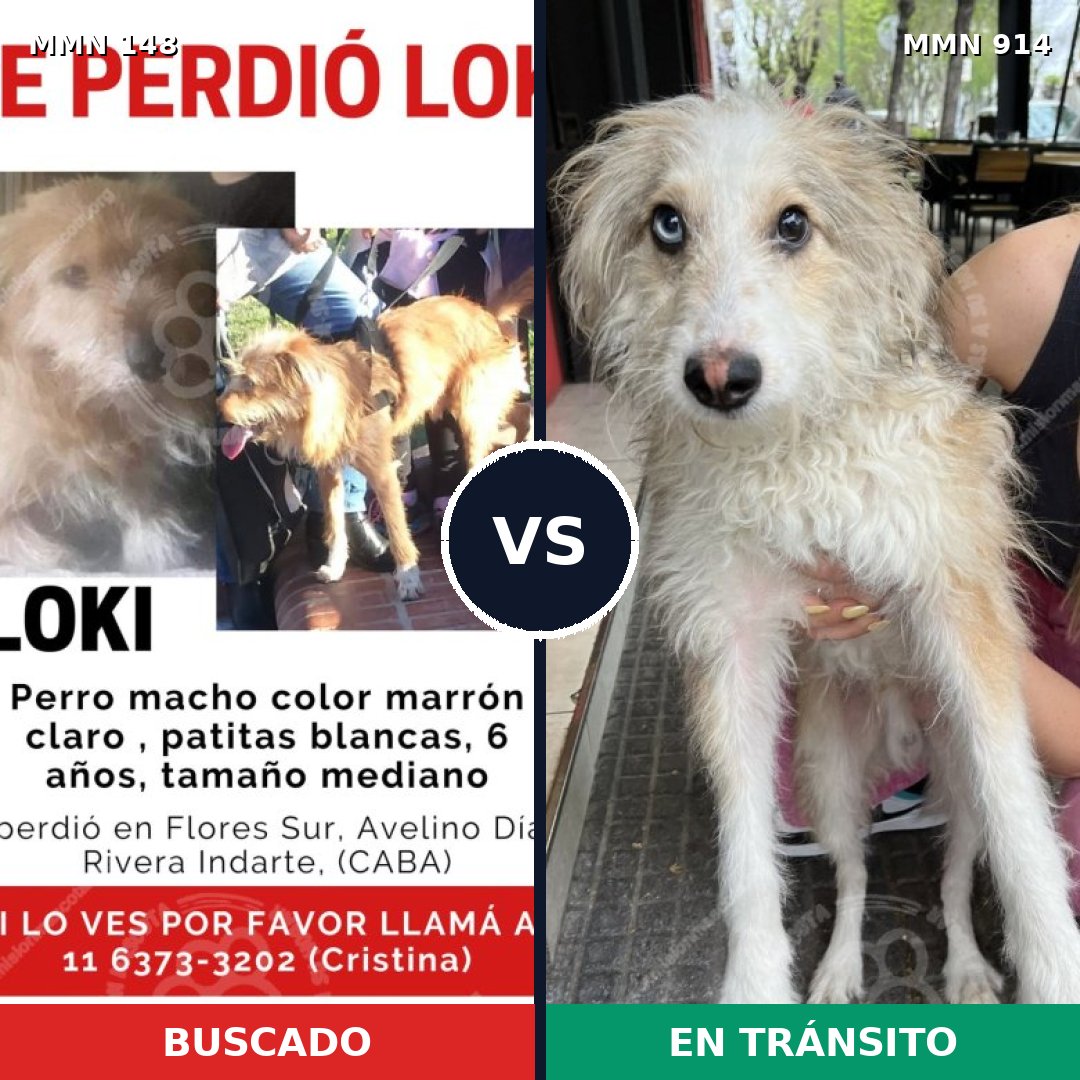 Comparativa MMS 14530: mascota perdida y mascota encontrada, 54% de similitud