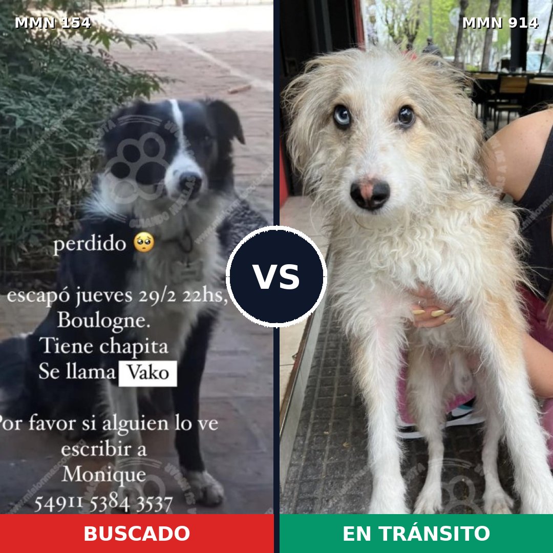 Comparativa MMS 14531: mascota perdida y mascota encontrada, 56% de similitud