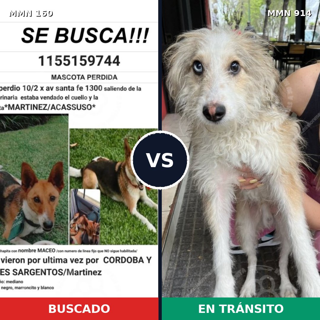 Comparativa MMS 14532: mascota perdida y mascota encontrada, 42% de similitud