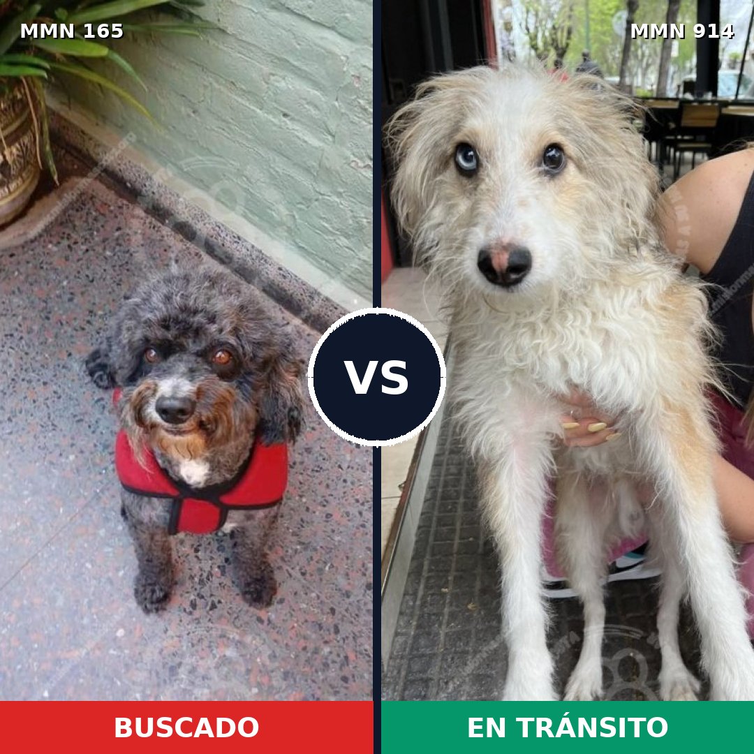 Comparativa MMS 14533: mascota perdida y mascota encontrada, 32% de similitud