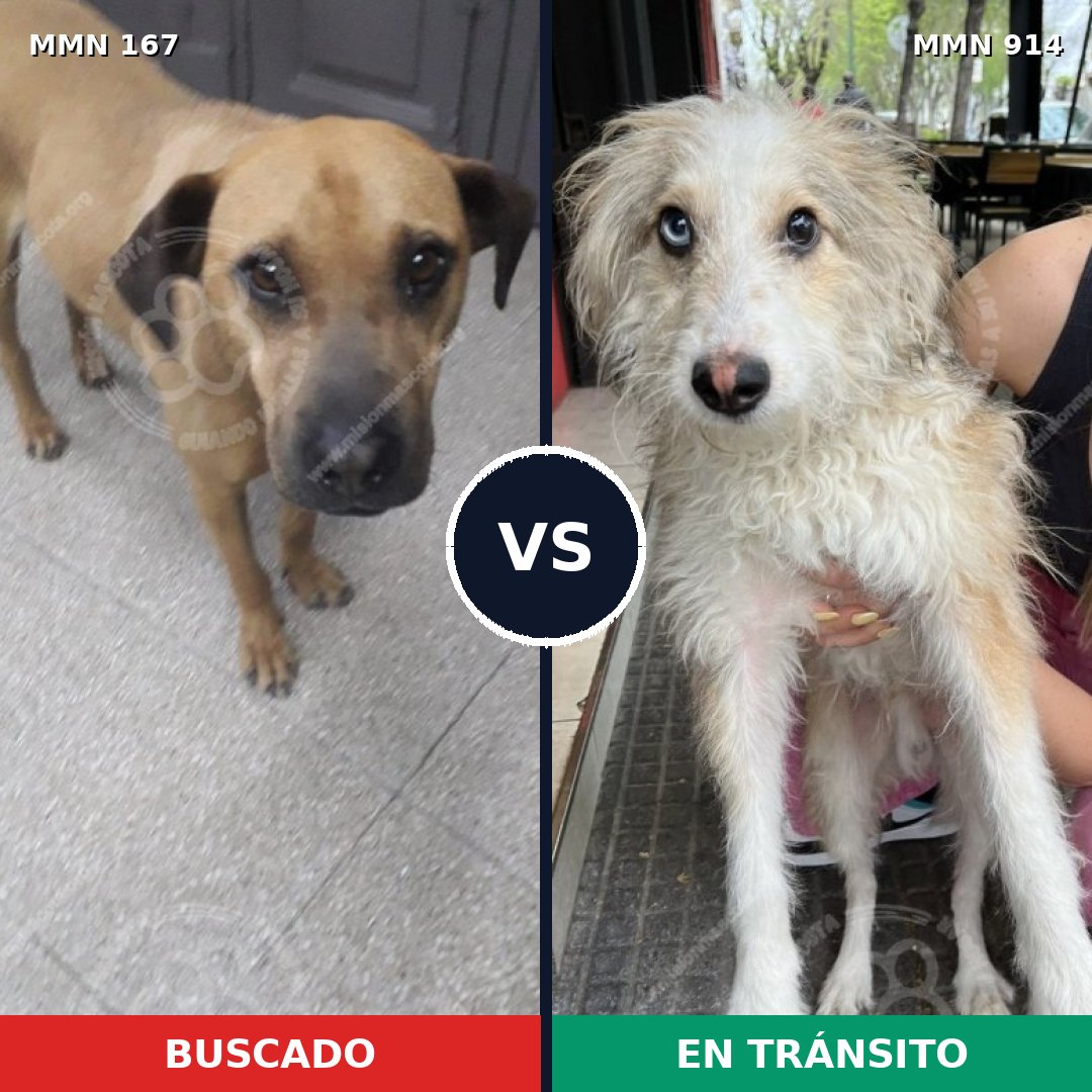 Comparativa MMS 14535: mascota perdida y mascota encontrada, 12% de similitud