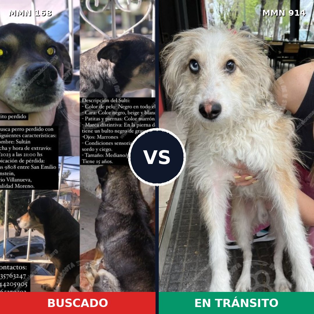 Comparativa MMS 14536: mascota perdida y mascota encontrada, 49% de similitud