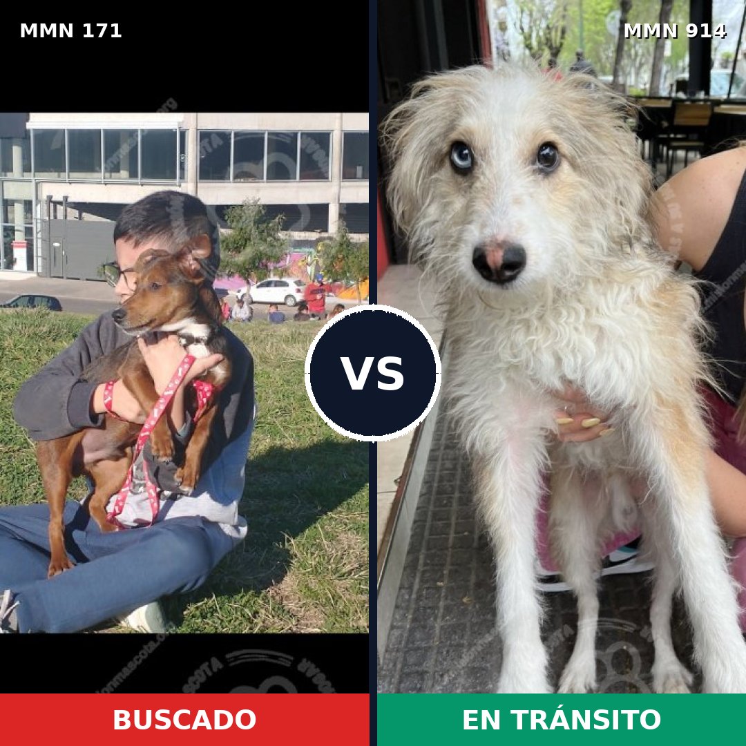 Comparativa MMS 14537: mascota perdida y mascota encontrada, 43% de similitud