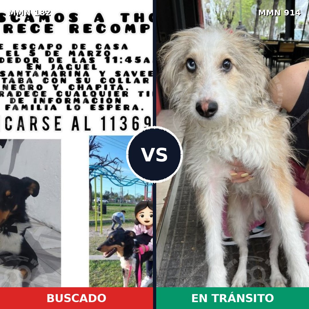 Comparativa MMS 14538: mascota perdida y mascota encontrada, 56% de similitud