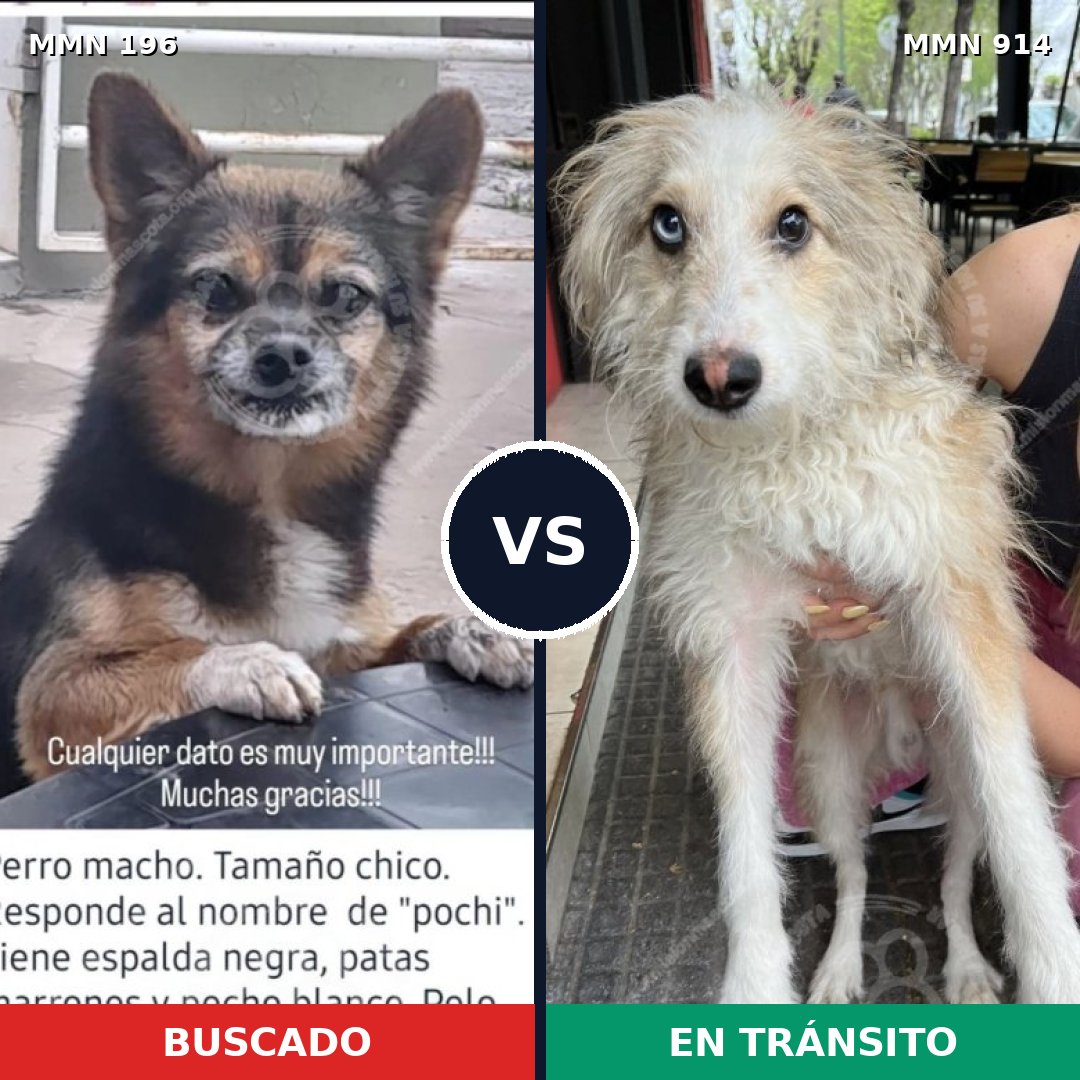 Comparativa MMS 14539: mascota perdida y mascota encontrada, 11% de similitud