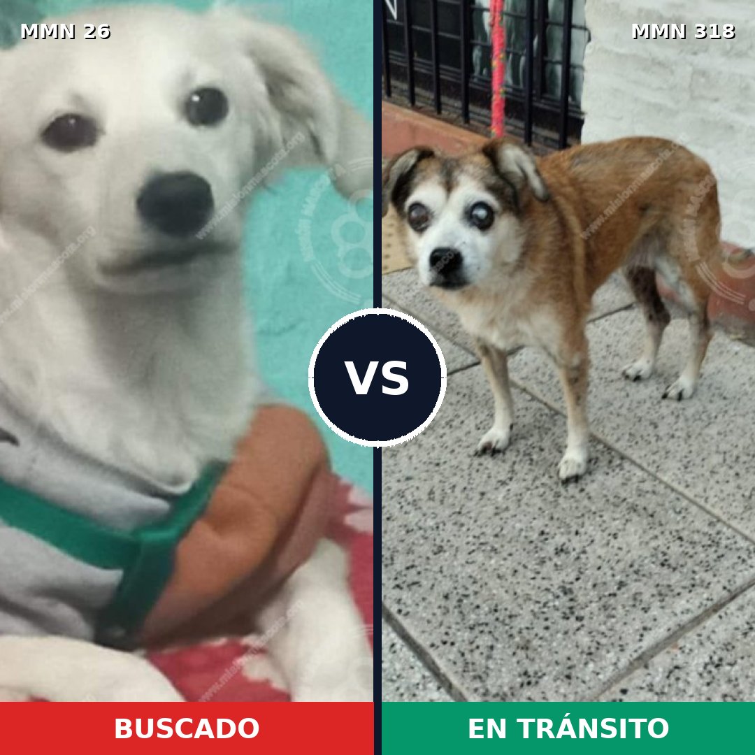 Comparativa MMS 1454: mascota perdida y mascota encontrada, 63% de similitud