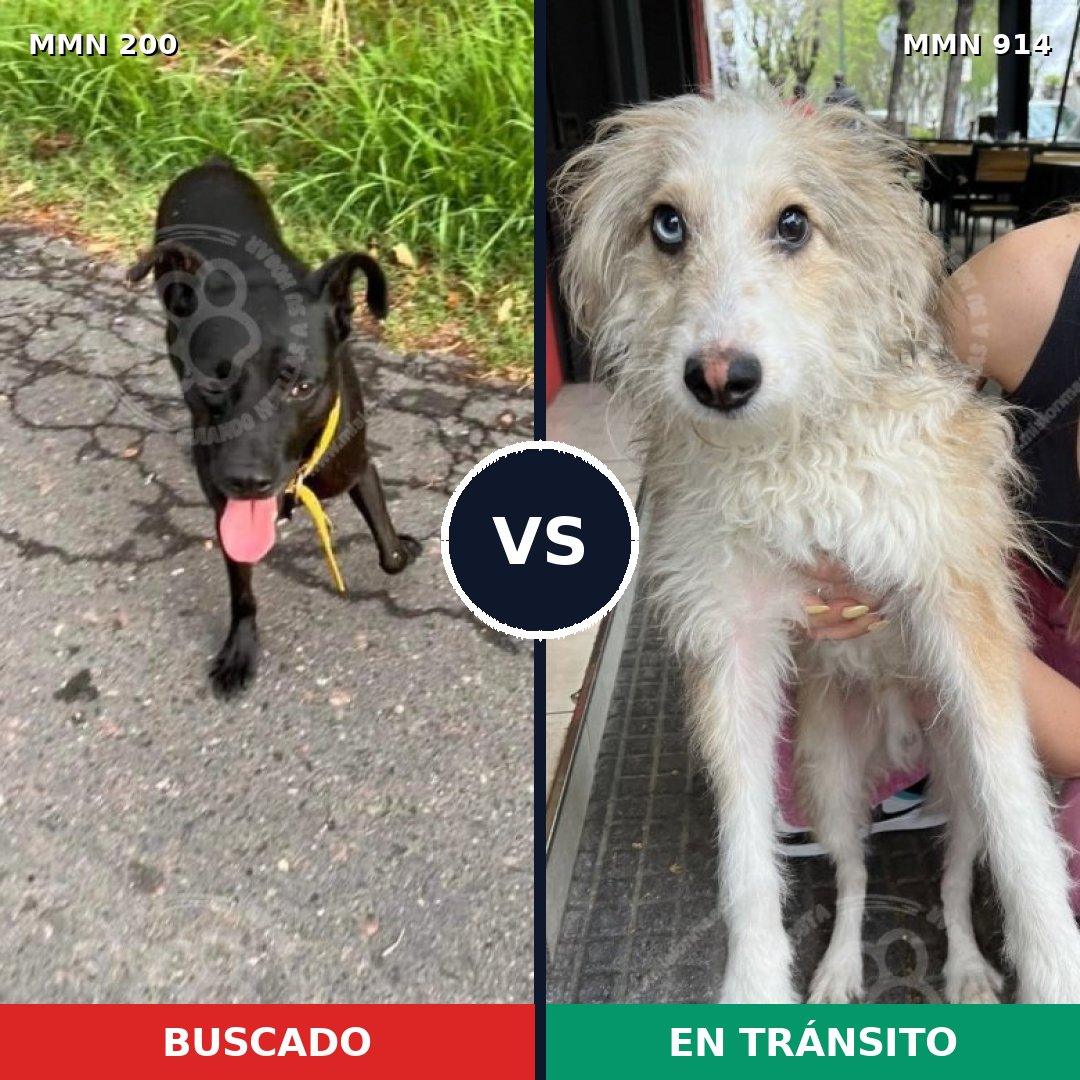 Comparativa MMS 14540: mascota perdida y mascota encontrada, 54% de similitud